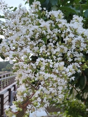 Lagerstroemia subcostata