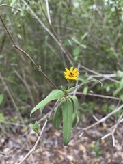 Wedelia calycina