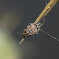 Algarobius prosopis