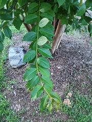 Lagerstroemia subcostata
