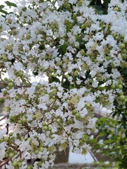 Lagerstroemia subcostata