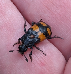 Nicrophorus defodiens