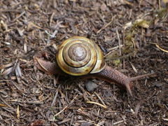 Monadenia infumata callidina