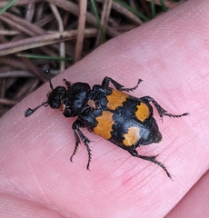 Nicrophorus defodiens