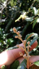 Pomaderris apetala maritima