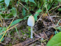 Coprinellus xanthothrix