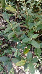 Pomaderris apetala maritima