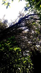 Pomaderris apetala maritima