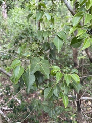 Amyris elemifera