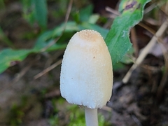 Coprinellus xanthothrix