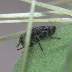Stictomyia punctata