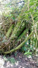 Pomaderris apetala maritima