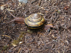Monadenia infumata callidina