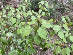 Croton glabellus polytrichus