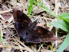 Aethilla echina echina