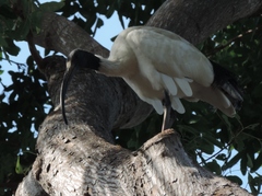 Threskiornis molucca