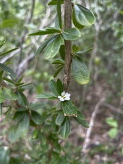 Ditaxis fasciculata