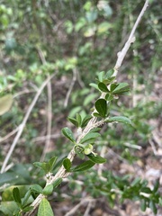 Ditaxis fasciculata