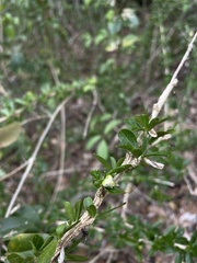 Ditaxis fasciculata