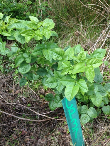 Large Leather-root foliage