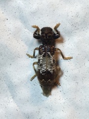 Pelonium leucophaeum