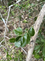 Sideroxylon obovatum