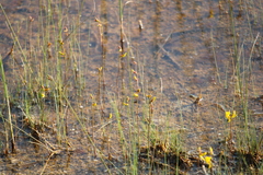 Utricularia minor