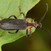 Lycochoriolaus lateralis - Photo (c) skitterbug,  זכויות יוצרים חלקיות (CC BY), הועלה על ידי skitterbug