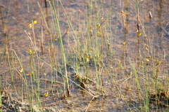 Utricularia minor