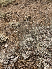 Eriogonum wrightii subscaposum
