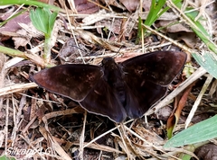 Aethilla echina echina