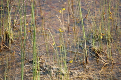 Utricularia minor