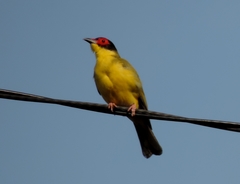 Sphecotheres vieilloti