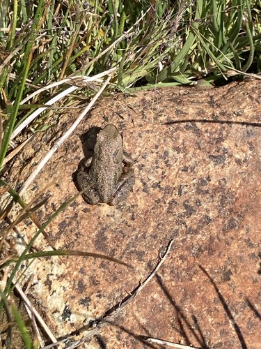 iNaturalist observation photo of Pacific chorus frog