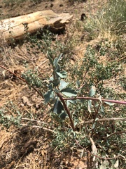 Symphoricarpos rotundifolius parishii
