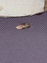 Acrobasis demotella