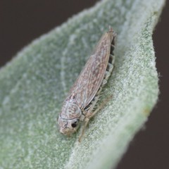 Amphigonalia severini