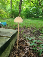 Macrolepiota ameriprocera