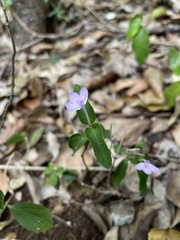 Siphonoglossa sessilis