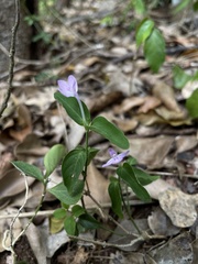 Siphonoglossa sessilis