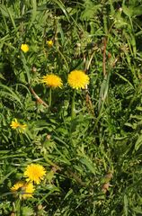 Taraxacum officinale