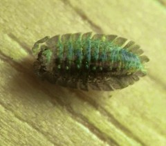 Armadilloniscus coronacapitalis