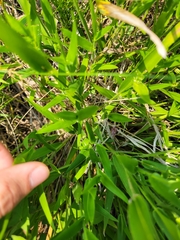 Dichanthelium leibergii