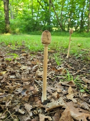 Macrolepiota ameriprocera