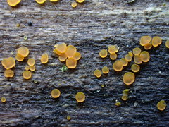 Orbilia xanthostigma