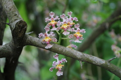 Trichocentrum oerstedii