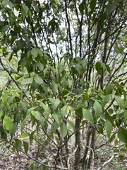 Amyris elemifera