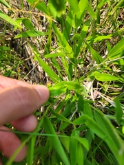Dichanthelium leibergii