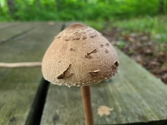 Macrolepiota ameriprocera