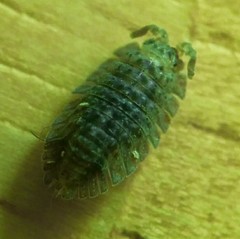 Armadilloniscus coronacapitalis